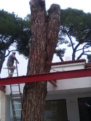 Taladores y podadores en altura Madrid Podadores y taladores en altura árboles