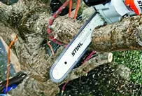 Tala y Podas en Altura de árboles en Tarragona Tala y Podas en Altura de árboles en Tarragona