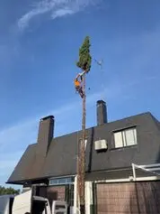 Poda de árboles en altura Comunidad de Madrid Podadores de árboles en altura Comunidad de Madrid