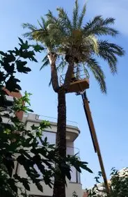 Tala y podas de árboles en altura. Somos tu empresa de arboricultura en Lérida Tala y podas de árboles en altura. Somos tu empresa de arboricultura en Lérida