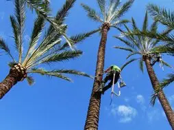 Tala y poda en altura Lérida Tala y poda en altura Lérida